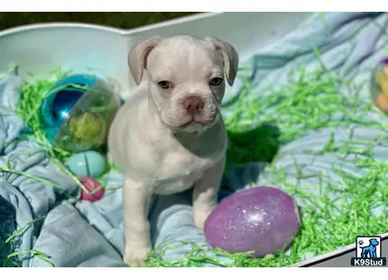 a french bulldog puppy in a christmas tree